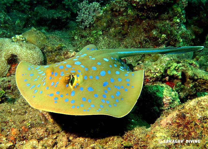 Marine biology diving Madagascar